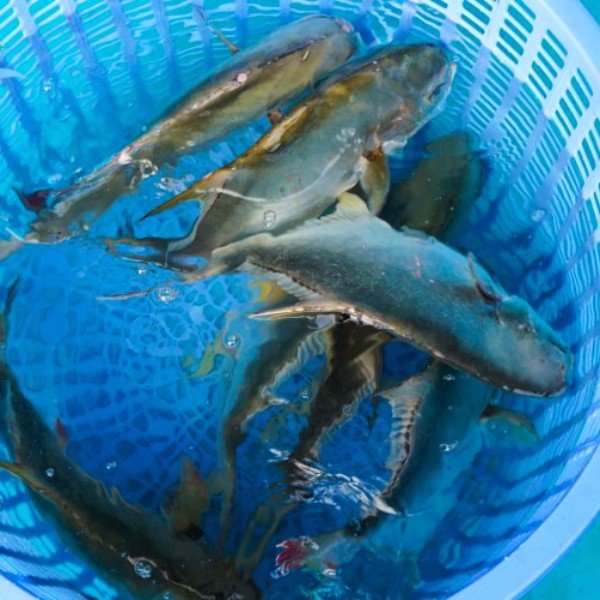(HỘ KINH DOANH) LÊ THỊ BÉ NGOAN