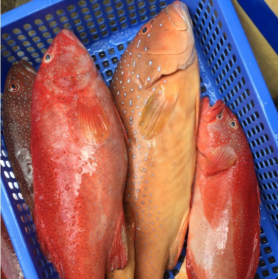 (HỘ KINH DOANH) LÊ THỊ BÉ NGOAN