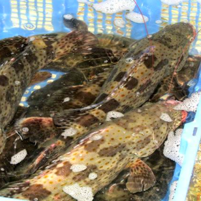 (HỘ KINH DOANH) LÊ THỊ BÉ NGOAN