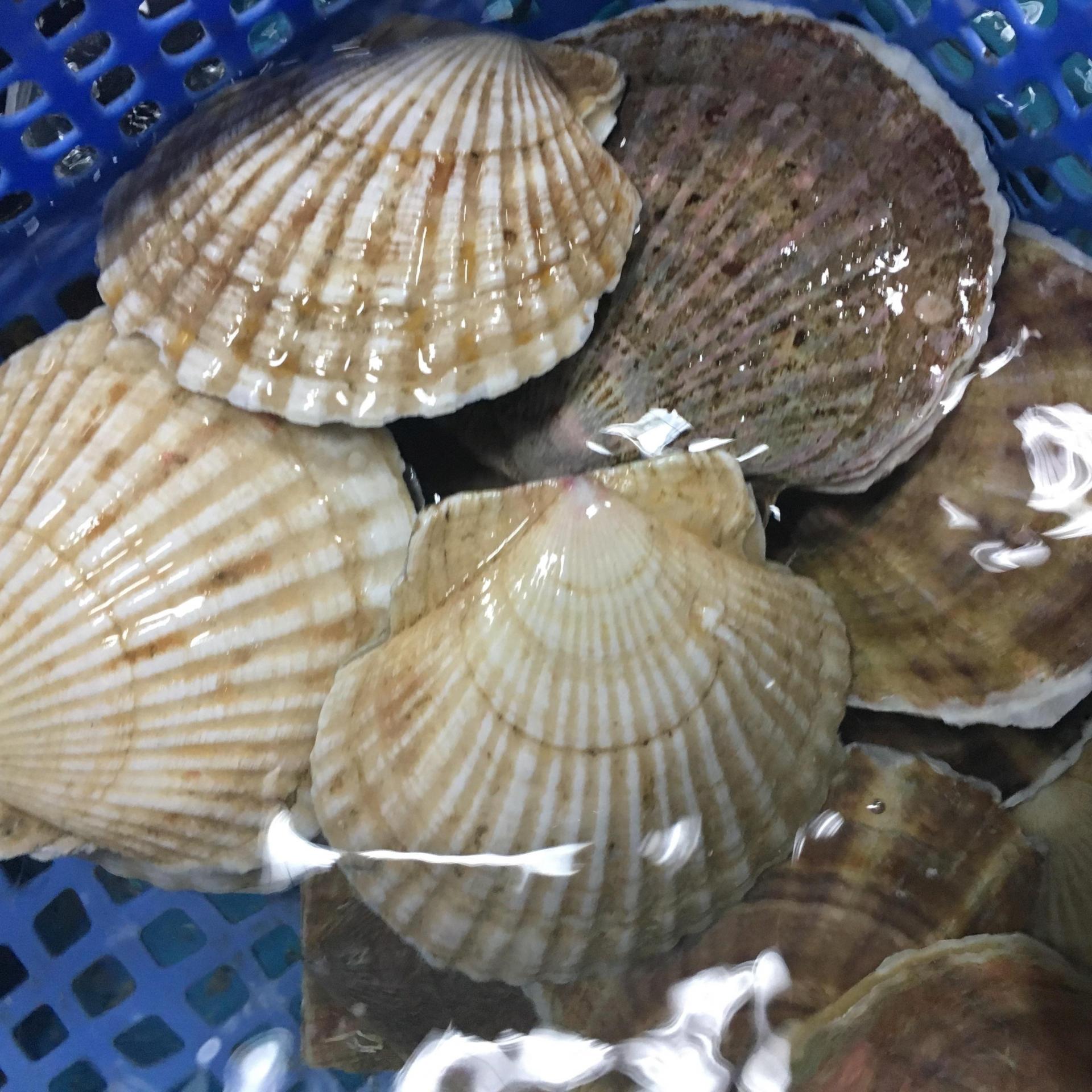 (HỘ KINH DOANH) LÊ THỊ BÉ NGOAN