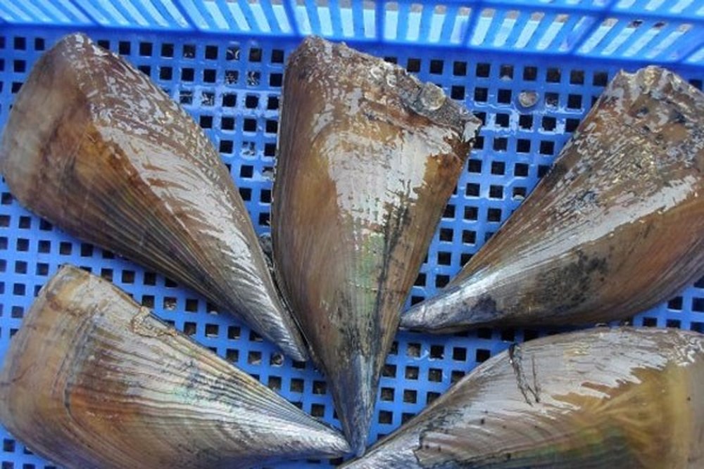 (HỘ KINH DOANH) LÊ THỊ BÉ NGOAN