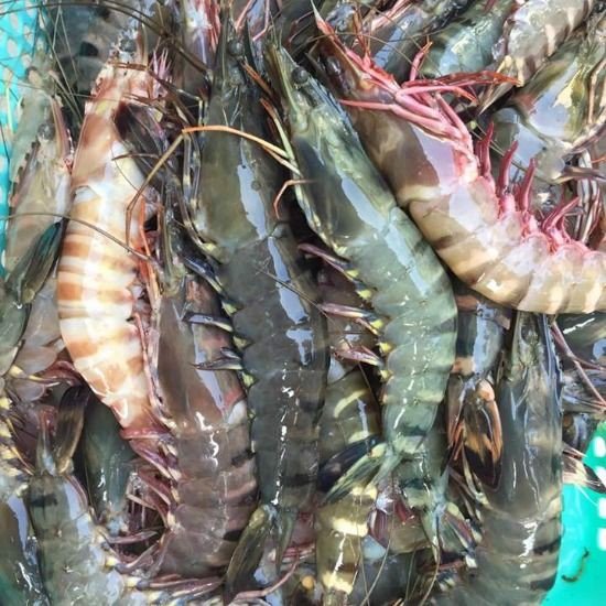 (HỘ KINH DOANH) LÊ THỊ BÉ NGOAN