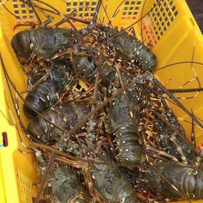 Tôm Tươi Trong Nước 1