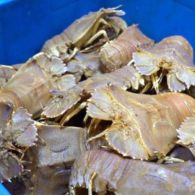 Tôm mũ mi tươi